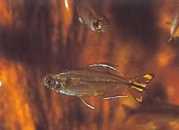 Hemigrammopetersius caud... Конго Тетра з...