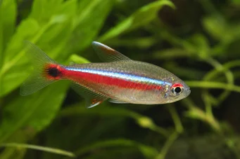 Hemigrammus pulcher Тетра Джолі