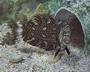 Hemipteronotus taeniouru... Маскував лаб�...