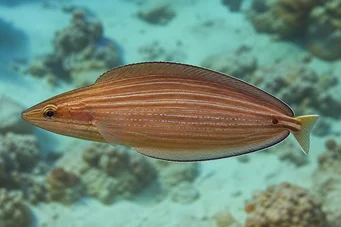 Hemipteronotus taeniourus Маскував лабре
