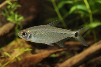 Hemigrammus caudovittatus / Hyphessobryc (Діамантова тетра)