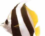 Heniochus acuminatus Галочка