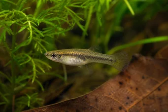 Heterandria formosa Комарна риба