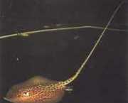 Himantura oxyrhynchus Індо-австрал�...