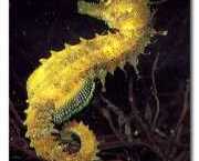 Hippocampus guttulatus Середземномо...