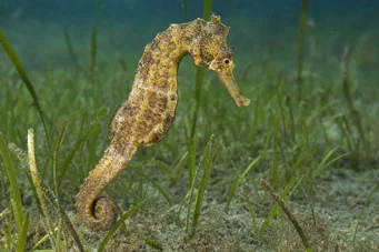 Hippocampus guttulatus (Середземноморський гіпокамп)