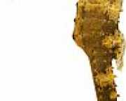 Hippocampus kuda Позолочений �...