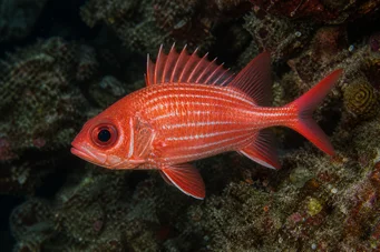 Holocentrus diadema (Витираний солдат)