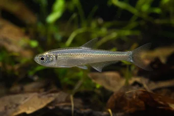 Holoshestes pequira Помаранчева пляма тетра