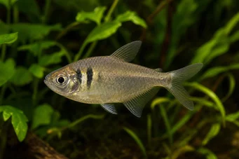 Hyphessobrycon bifasciatus Жовтий тетра
