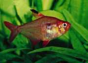 Hyphessobrycon callistus Рубін Парагв�...