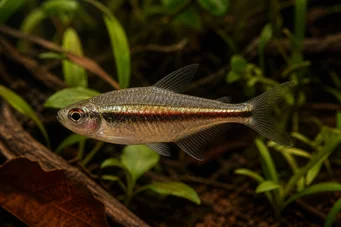 Hyphessobrycon heterorhabdus Бельгійський прапор