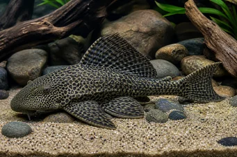 Hypostomus grandiosus
