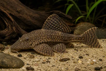 Hypostomus multiradiatus (Multradiatus Hypostomus)