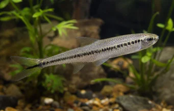 Iguanodectes spilurus (Тетра-олія)