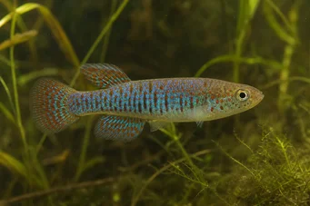 Jordanella floridae Флорида Джорданель
