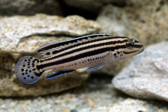 Julidochromis dickfeldi Джулі де Дікфельд