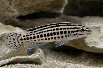 Julidochromis marlieri Джулі де Марлієр, Джаумер Джулідо