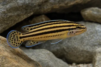 Julidochromis regani Джулі-Багнард