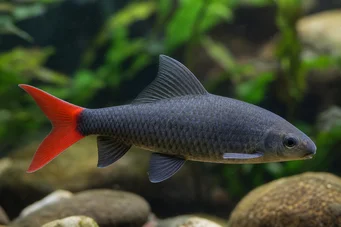 Labeo erythrurus (Labéo albinos)