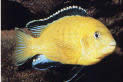 Labidochromis caeruleus Жовтий