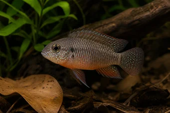 Laetacara dorsigera (Дорсієра)
