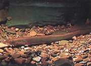 Lampetra fluviatilis Флювіальна л�...