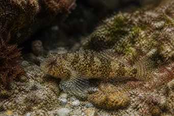 Lepadogaster candollei Стрижня