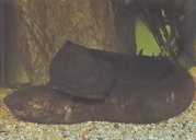 Lepidosiren paradoxa Південна Аме�...