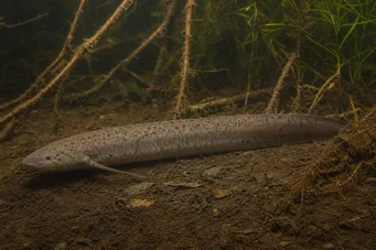 Lepidosiren paradoxa Південна Америка Lepidosirène