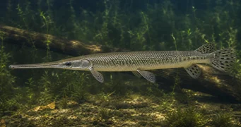 Lepisosteus osseus Крокодила щука