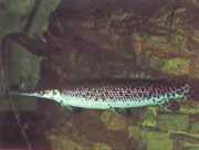 Lepisosteus platostomus Плато Лепізо�...