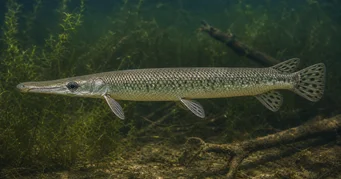 Lepisosteus platostomus Плато Лепізосте
