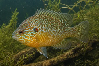 Lepomis gibbosus (Сонячний полюс або веселковий полюс)