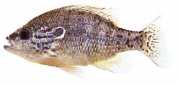 Lepomis humilis Сонячний пол�...