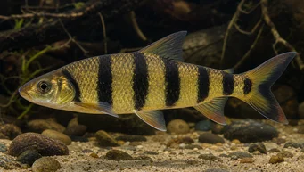 Leporinus fasciatus fasciatus (Leporinus з чорними смугами)