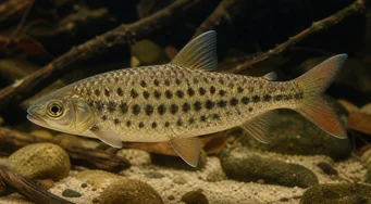 Leporinus maculatus (Плямистий leporinus)