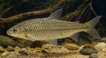 Leporinus megalepis (Leporinus з великими лусочками)