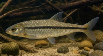 Leporinus nigrotaeniatus Чорні смуги Leporinus
