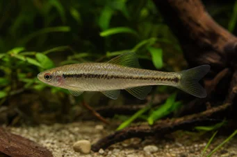 Lilius sp Лімуля