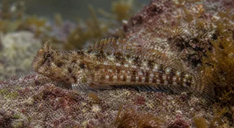 Lipophrys pholis Загальний