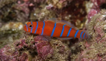 Lythrypnus dalli (Каталіна Гобі)