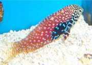 Macropharyngodon bipartitus Вермікульований лабре