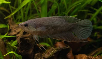 Macropodus concolor Чорний макропод