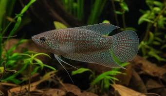 Macropodus cupanus Риба риби з коричневим хвостом