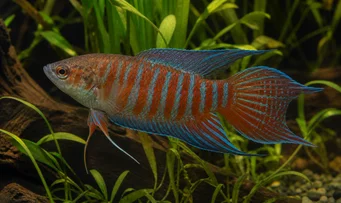 Macropodus opercularis Раю