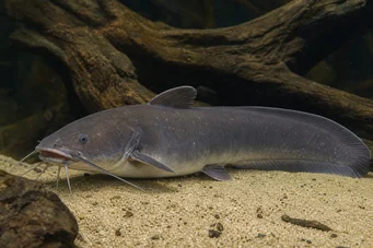 Malapterurus electricus Електричний сом