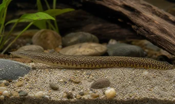Mastacembelus armatus Гігантський хребет