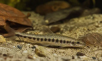 Melanocharacidium dispilomma Меланохаракідій