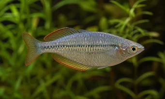 Melanotaenia maccullochi Карликова веселка риба